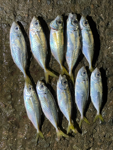 アジの釣果