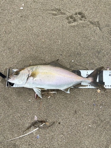 ショゴの釣果