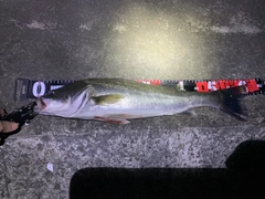 セイゴ（タイリクスズキ）の釣果