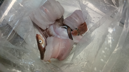 アナゴの釣果