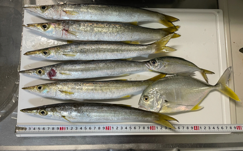 アカカマスの釣果