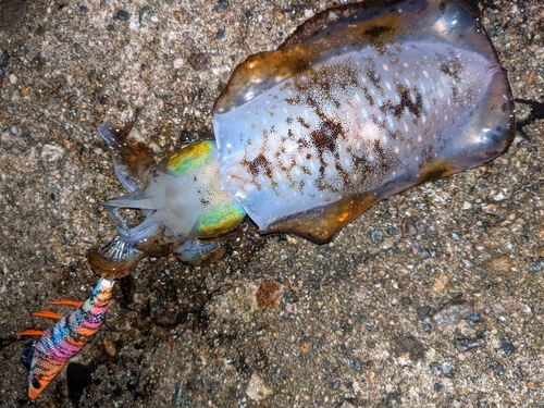 アオリイカの釣果