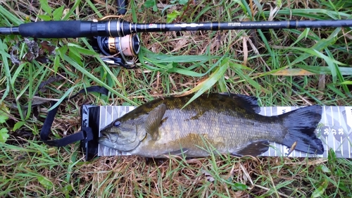 スモールマウスバスの釣果