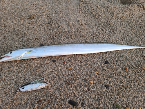 タチウオの釣果