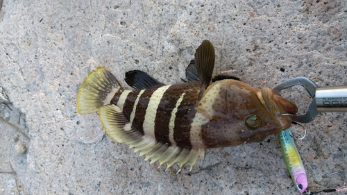 チャイロマルハタの釣果