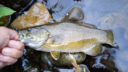 スモールマウスバスの釣果