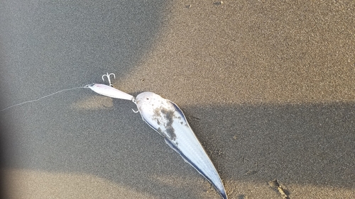 シタビラメの釣果