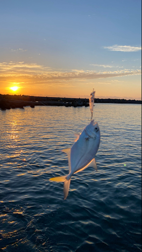 メッキの釣果