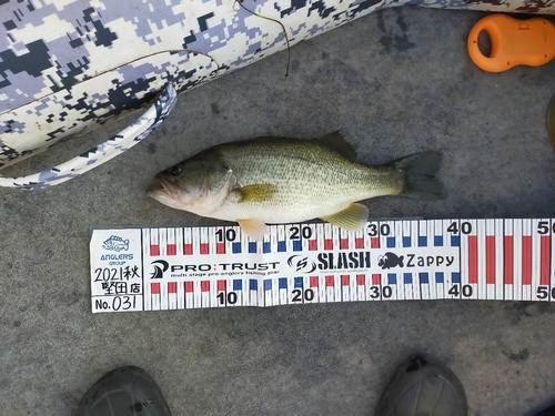 ブラックバスの釣果