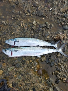 サゴシの釣果