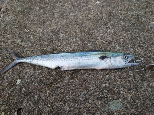 サゴシの釣果