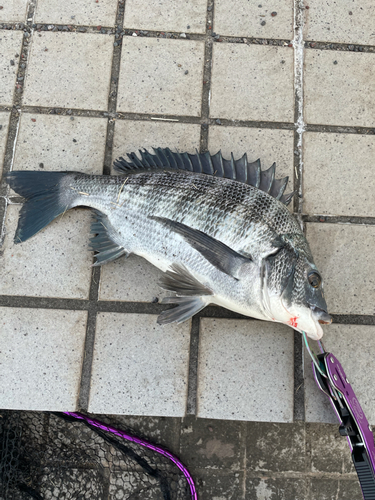 クロダイの釣果