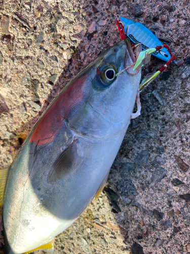 イナダの釣果