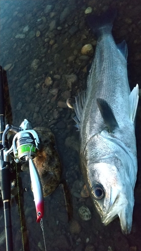 マルスズキの釣果