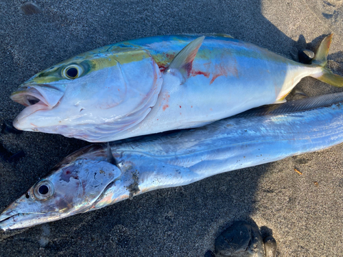 イナダの釣果