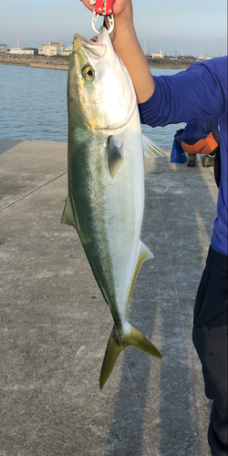 ワラサの釣果