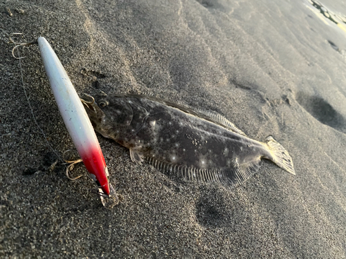 ヒラメの釣果