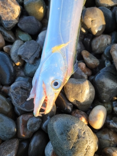 タチウオの釣果