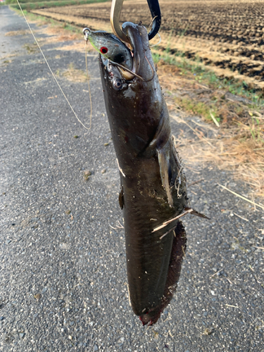 ナマズの釣果