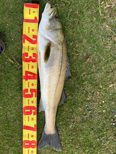 スズキの釣果