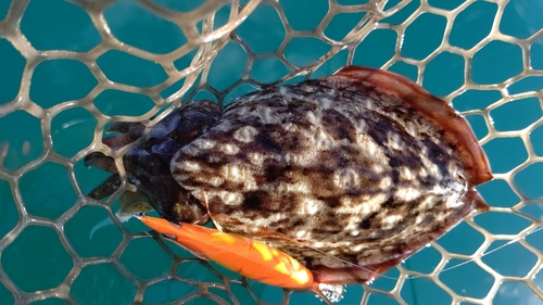 モンゴウイカの釣果