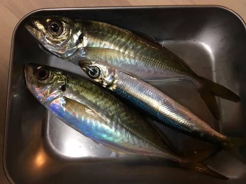 アジの釣果