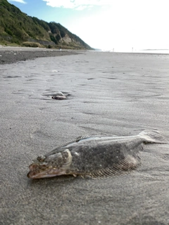 ソゲの釣果