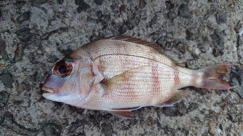 チャリコの釣果