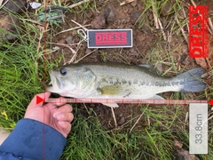 ブラックバスの釣果