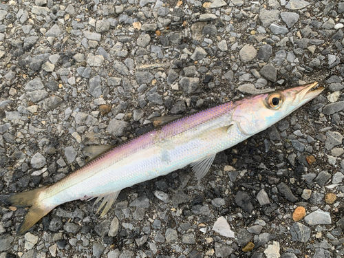 ヤマトカマスの釣果