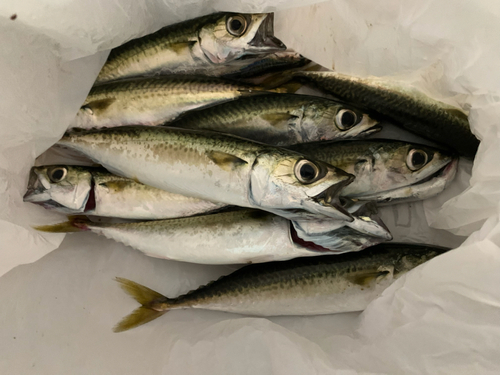 サバの釣果