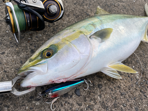 イナダの釣果