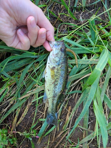 ラージマウスバスの釣果