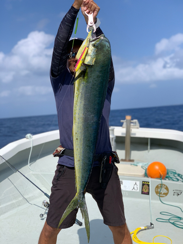 シイラの釣果