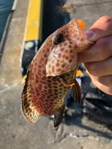 オオモンハタの釣果