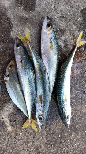 サバの釣果