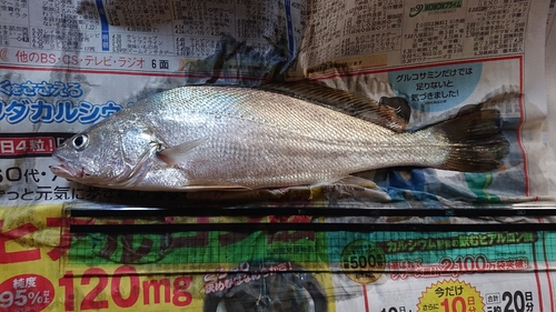 ニベの釣果