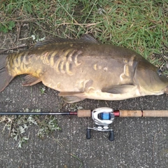 ドイツゴイの釣果