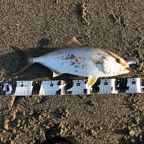 ショゴの釣果