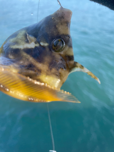 カワハギの釣果