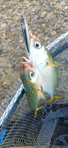 サバの釣果