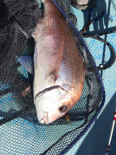 タイの釣果