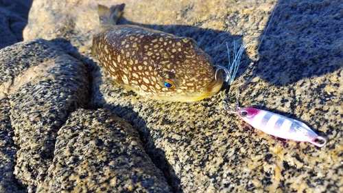 コモンフグの釣果