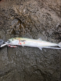 サゴシの釣果