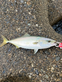 イナダの釣果