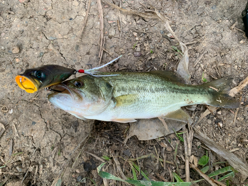 ブラックバスの釣果