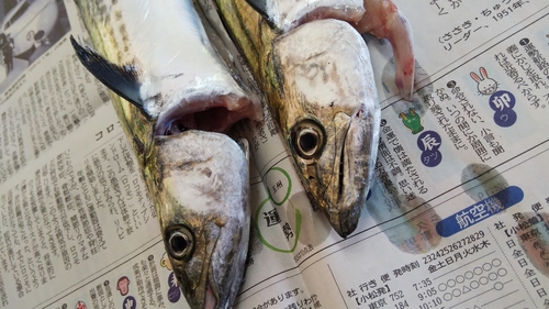 サゴシの釣果