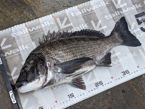 クロダイの釣果