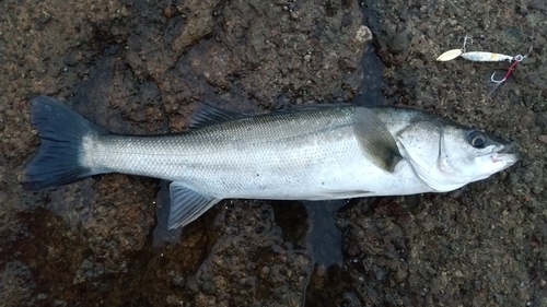 セイゴ（マルスズキ）の釣果