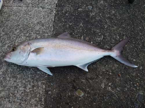 カンパチの釣果